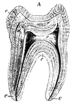 A tooth is generally described as possessing a crown, neck, and root. Side view of a tooth.