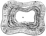 A tooth is generally described as possessing a crown, neck, and root. Top view of a tooth.; 1. Central Nippers, worn to a plain surface.; 2. next pair still sowing a slight remnant of the cavity.; 3. Corner nippers, showing the mark plainly enough.; 4. Tushes, more worn down that in the lower jaw of the six-year-old mouth.