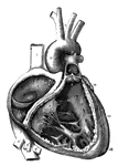 The interior of the heart is divided longitudinal into the right and left sections. Each right and left portion is divided into a upper and lower section.