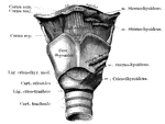 The part of the respiratory tract between the pharyna and the trachea. Responsible for speech.