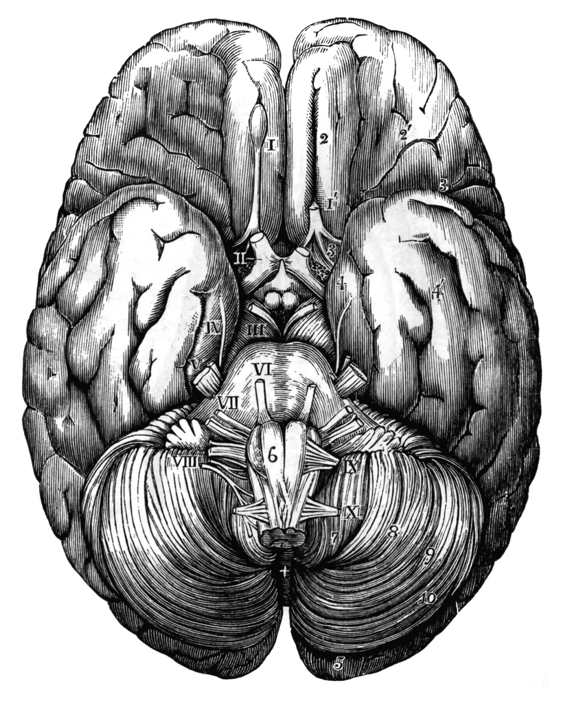 dorsal view of human brain