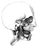 Side view of the human skull, showing the main nerves.