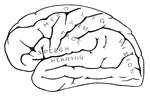 Side diagram of the human brain showing which parts of the brain control hearing, speech, vision, legs, head, arm, and face.