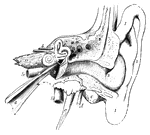 Diagrammatic view of a human left ear.