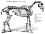 A full skeleton of a common horse.