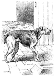 A dog standing and facing right
