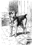 A dog standing and facing left.