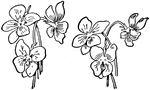 Three violets.