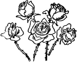 Five roses.