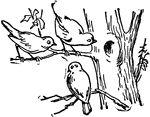 Three birds sitting in a tree.