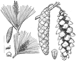 Also known as Pinus strobus. A pine cone of the Eastern White Pine.