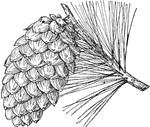 Also known as Pinus flexilis. A pine cone of the Limber Pine tree.