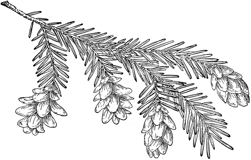 pine cone tree clip art