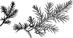 Also known as Juniperus communis. It is generally found throughout the Northern Hemisphere.