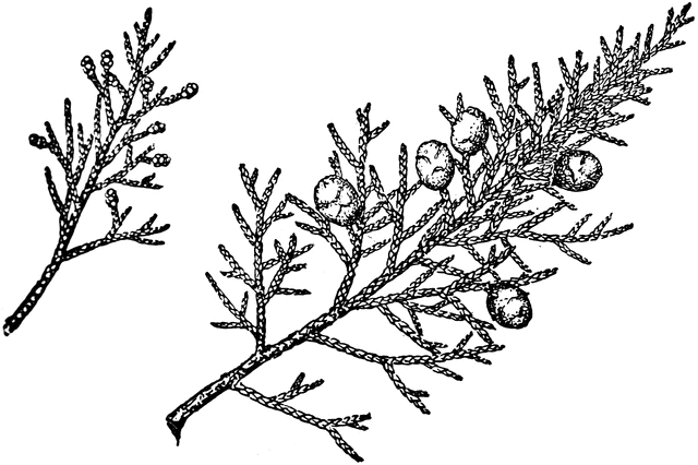 Branch of Utah Juniper  ClipArt ETC