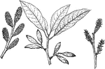 Also known as Leitneria floridana. A shrub native to the southeastern United States.