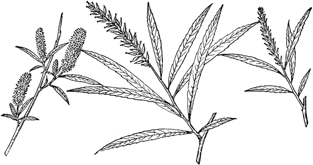 Branch of Salix Fluviatilis | ClipArt ETC
