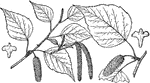 The branch of a Betula coerulea.