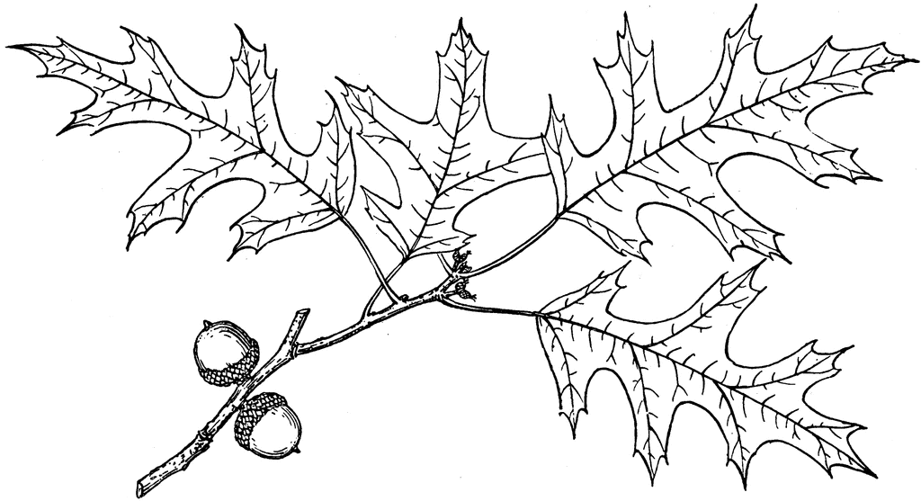 pin oak leaf outline