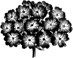 574 illustrations of flowers and shrubs including: acacia, acanthus, adder's tongue, agave, alfalfa, alisma, allspice, aloe, anacharis, aristolochia, arnica, arrowhead, arrowroot, artichoke, asparagus, aster, azalea, and azolla
