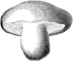 The St. George's Mushroom, or agaricus gambosus, is an edible mushroom of the agaricus variety, which are mostly poisonous.