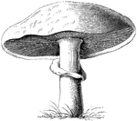 The agaricus campestris is also know as the common mushroom, or the common field mushroom. This is one of the most important varieties of agarics.