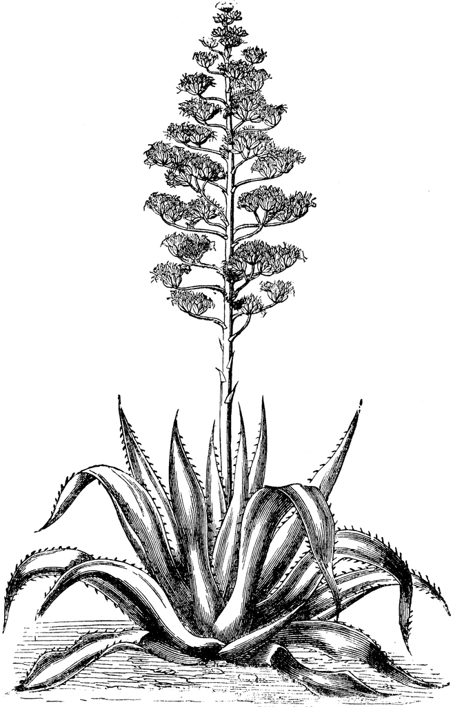 Agave Americana Flower ClipArt ETC