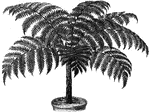 Alsohpila Rebeccae, or Alsophila Rebecca, is a slender fern reaching eight feet in height. The leaves of the fronds divide in two with twenty to thirty on each side.
