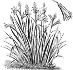 Anthericum Liliastrum is commonly known as St. Bruno's Lily. The flowers are a transparent white with a green spot on the point of each bell-shaped segment.