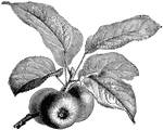 Apples are ready to be picked when the apples begin to fall on their own, when their seeds are plump and brown, and when the apples will fall with a slight touch. Apples should be picked before the end of October.