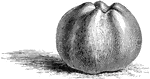 The Calville Blanche Apple is best used for desserts. This apple is one of the larger varieties. This apple can be found October through December.