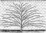 Large areas of garden walls work for the cultivation of the apricot tree. The distance apart for fan shaped trees should be between fifteen and twenty feet or two feet for Cordons trees.