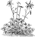 Aquilegia is known as Columbine.  The caerulea variety has several blue and white flowers on each stem. The flowers are usually tinited with lilac or red. This flower grows in the Rocky Mountains.