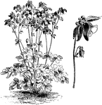 The flowers of aquilegia olympica are large and mauve blue. The petals are white and are much shorter than the sepals.