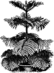 The araucaria excelsa is commonly known as the Norfolk Island Pine. The leaves are sharply pointed, also known as awl-shaped. The leaves are bright green and densely pakced.