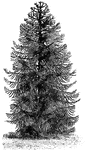 Araucaria Imbricata is commonly known as the Monkey Puzzle. This tree grows between fifty and one hundred feet tall.