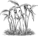 The arisaema triphylla flower has four to six inch long spathes. The spathes are striped with lines of purplish-brown