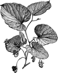 The Aristolochia shrub is commonly known as Birthwort. The sipho variety has yellowish-brown flowers. This shrub can grow up to thirty feet high.