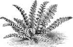 The common name of asplenium ceterach is scale or scaly fern. This fern is found throughout Britain, Europe, and nothern Asia.