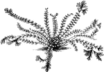 Asplenium trichomanes cristatum is the crested maidenhair spleenwort. This variety requires greenhouse treatment.