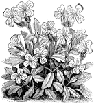 Aubrietia purpurea is a distinct species of aubrietia deltoidea. Purpurea has large, purple flowers. The stems of the flower are very leafy.