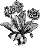 There are several varieties of auricula that vary in color. There are five classes of auricula:green-edged, grey-edged, white-edged, selfs, and alpines.