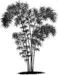 Bambusa nana is the dwarf variety of bamboo cane. Bambusa nana grows between six and eight feet tall.