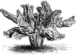 The leaves of the beetroot are also edible. The leaves can be a substitute for sea-kale and spinach leaves.