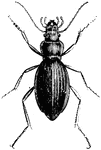 Beetles are one of the most extensive orders of insects. The beetle is recognized by its front wings which from a tough case protecting the real wings.