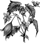 336 illustrations of flowers and shrubs including: balm, balsam, barberry, bartonia, basil, bearberry, bedstraw, beech, begonia, bellflower, berberis, bindweed, birthwort, bitter cress, black pepper, blackberry, borage, broomrape, bryony, buckeye, buckthorn, buckwheat, bugloss, bur-reed, buttercup, and butterwort