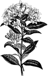 Bouvardia Alfred Neuner flowers are white or slightly tinged with rose. Bouvardia Alfred Neuner is a garden hybrid.