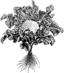 Broccoli is a cultivated variety of cabbage. The fleshy head is edible. Broccoli is in season November until May.