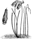 The flowers of brodiaea coccinea are blood red below with yellowish-green segments. The flowers are one and a half inches long and tube shaped.