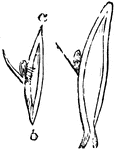 The left figure shows a bud taken from a budding branch. The right figure shows wood removed from the lower end of a budding branch.